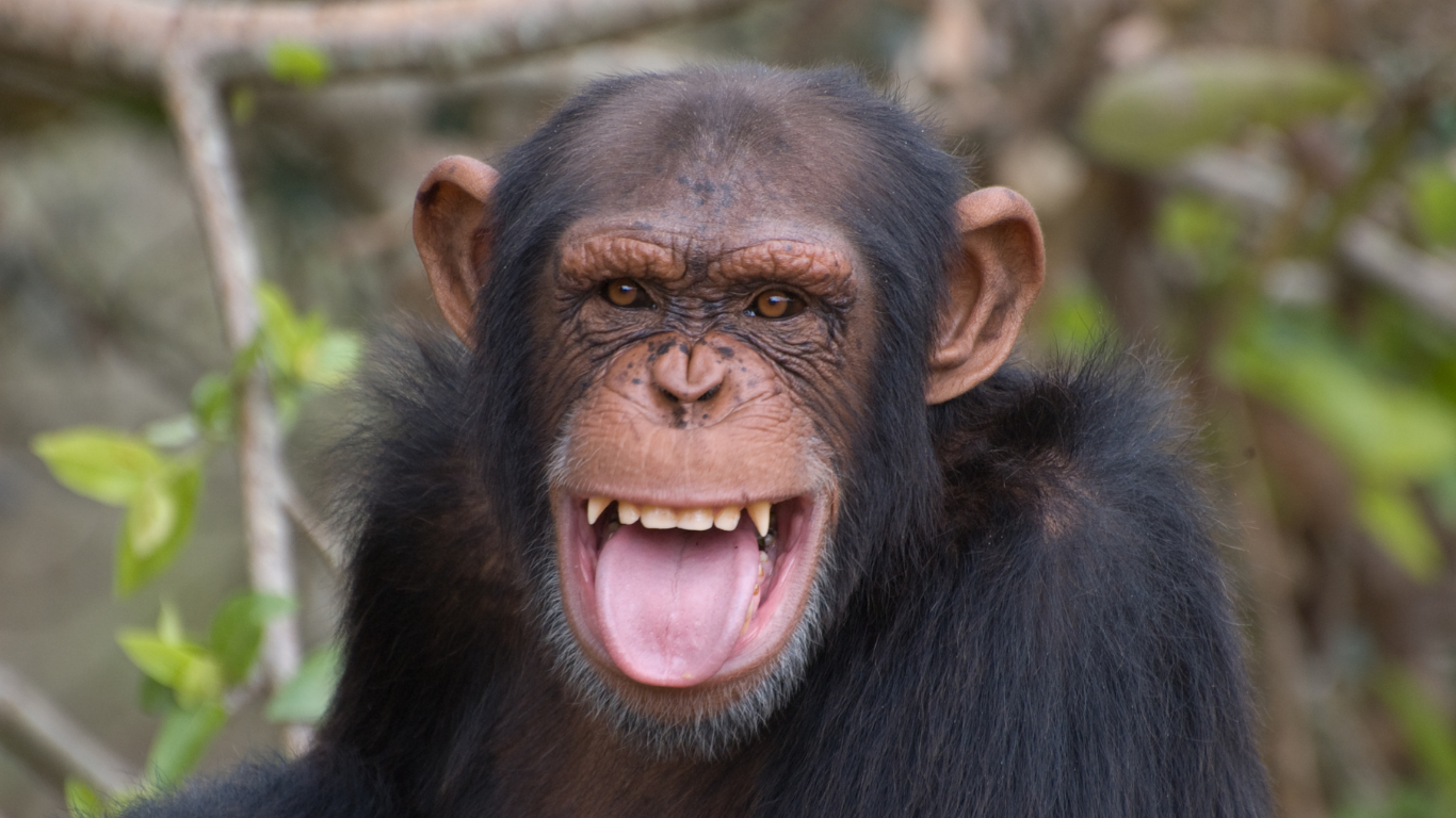Wereld Chimpansee Dag